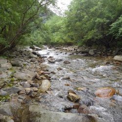 九頭竜川水系でイワナ釣り